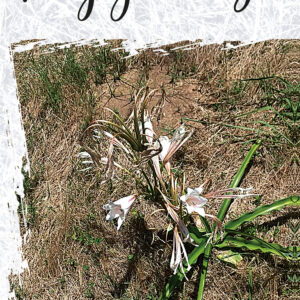Portada del Libro Paz y Trabajo de Luisa Aurora Viviana Rodal